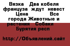  Вязка ! Два кобеля француза ,ждут  невест.. › Цена ­ 11 000 - Все города Животные и растения » Собаки   . Бурятия респ.